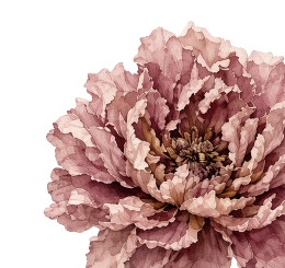 Pressed peony